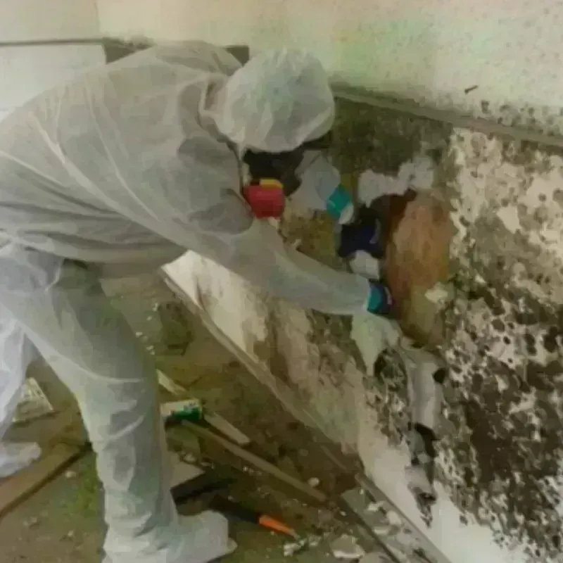 Mold Remediation and Removal in Washington County, RI